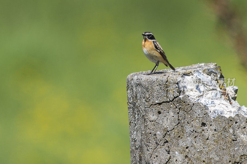 Whinchat (Saxicola rubetra)